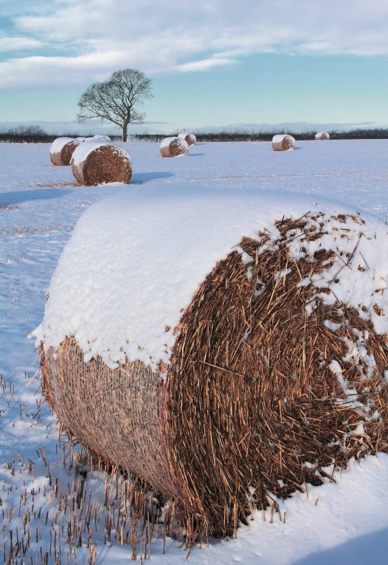 A round hay bale capped with snow in a white field